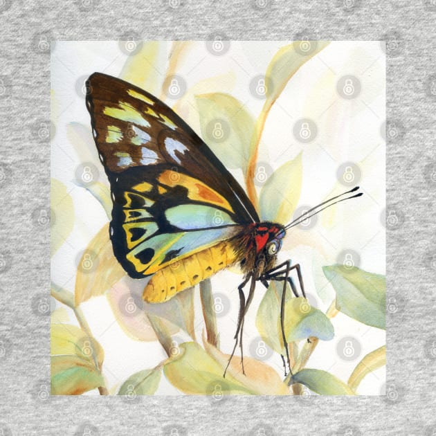 Cairns Birdwing Butterfly Watercolour Painting by Heather Holland by Heatherian